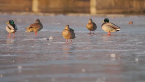 A group of mallard ducks stands on a frozen surface, bathed in warm sunlight Stock Footage 303476341