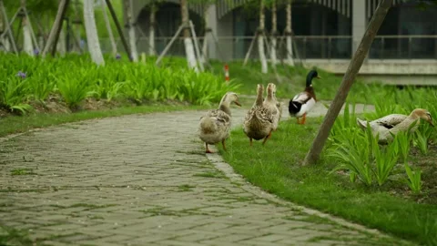 Group of Mallard Ducks walking away Stock Footage 332855462