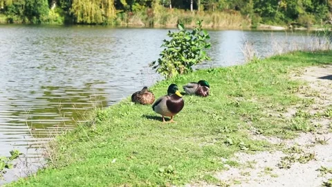 Group of mallard ducks walking on the grass Stock Footage 293684362