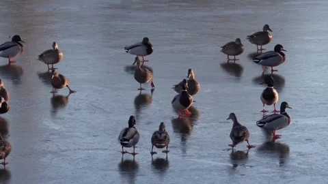 Group of mallard ducks walking on thin ice of a frozen pond during sunny wi.. Stock Footage 339373990