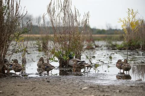 Group of Mallards in the Marsh 스톡 사진