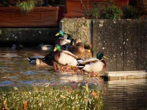 Group of mallards Stock Photos