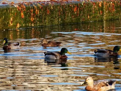 Group of mallards Stock Photos