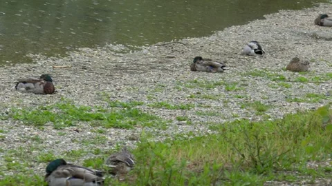 Group of Mallards Resting on Lake Shore in Rain - 4K Wildlife Slow Motion Pan Vídeos de archivo 336692346