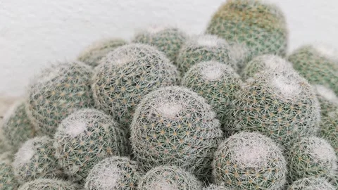Group of Mammillaria cactus close up. Видео 339988604