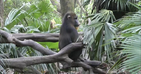 A group of mandrills playing 動画素材 343713077