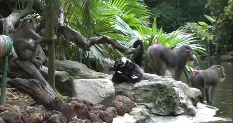 A group of mandrills playing 動画素材 343713116