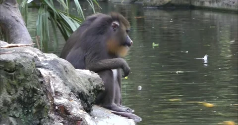 A group of mandrills playing Видео 343713120