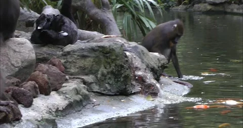 A group of mandrills playing water 動画素材 343713577