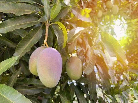 Group of mango hang on tree Stock Photos