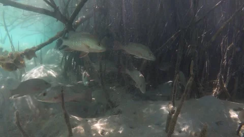 Group of mangrove red snapper fish in the mangrove roots Stock Footage 325002331