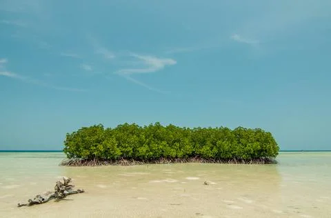 Group of Mangrove Trees Stock-Fotos