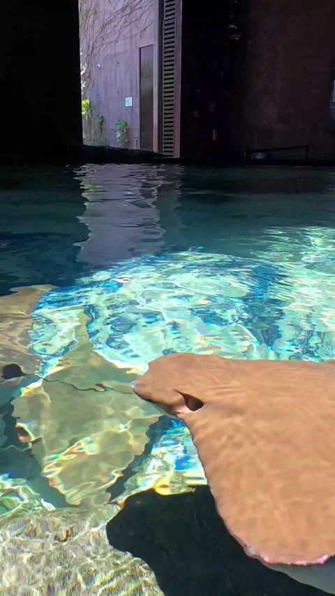 Group of manta ray Stock Footage 344235339