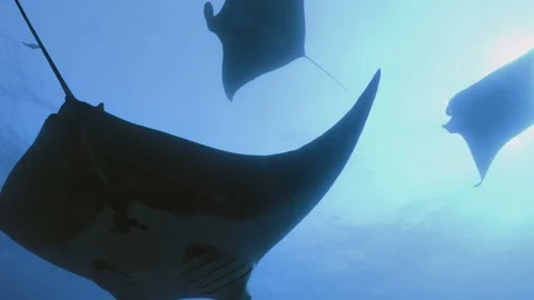 Group of Manta Rays, overhead shot underwater 스톡 동영상 167687111