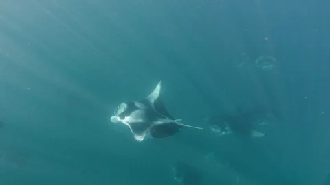 Group of manta rays ram feeding underwater Stock Footage 116503519