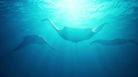 A group of manta rays swim underwater Stock Footage 299308751