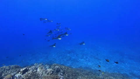 Group of Manta rays swimming by Stockbeeldmateriaal 160085659