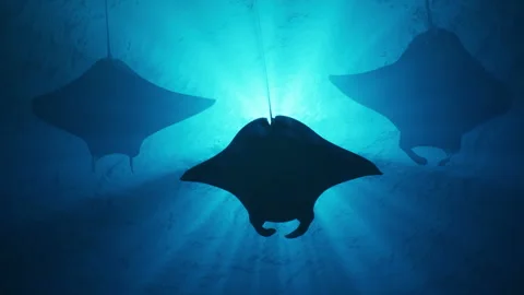 A group of manta rays swims underwater Stock Footage 299599341