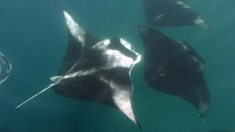 Group of manta rays underwater Stock Footage 116442895