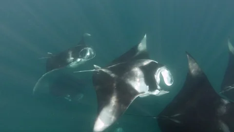 Group of manta rays underwater Video stock 116442903