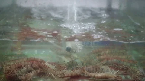 Group of mantis shrimp in aquarium at fish market closeup Stock Footage 70761463