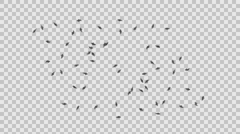 A Group of Many Catfish Swimming - Underside View Type D - With Embedded Alph Video stock 61833975