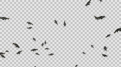 A Group of Many Catfish Swimming - Underside View Type  B - With Embedded Alp Vídeos de archivo 61834216