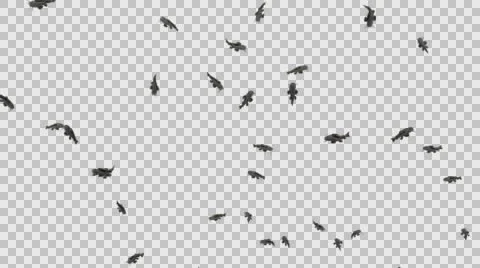 A Group of Many Catfish Swimming - Underside View Type  C - With Embedded Alp Vídeos de archivo 61834231