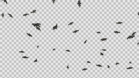 A Group of Many Catfish Swimming - Underside View Type  A - With Embedded Alp Vídeos de archivo 61834258