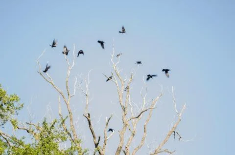 Group of many crows flying over a large dry tree, background of a clear blue  Stock Photos