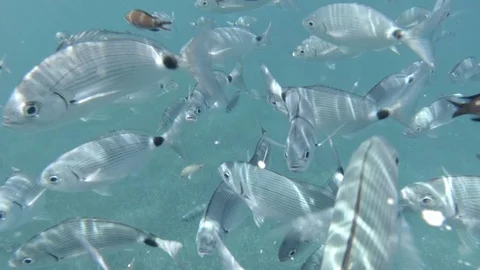 Group of many rowdy fish pass in front of the camera inside the sea Stock Footage 120465242