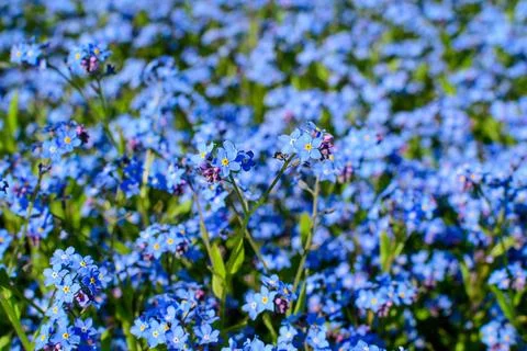 Group of many small blue forget me not or Scorpion grasses flowers, Myosoti.. Stock Photos
