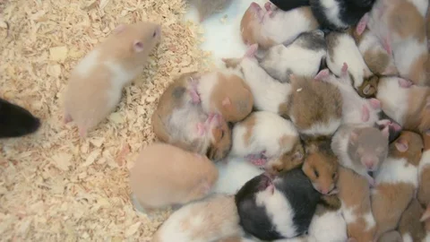 Group of many young hamster mouses white brown and black color sleeping together Stock Footage 89622075