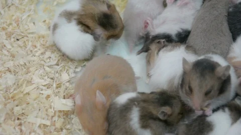 Group of many young hamster mouses white brown and black color sleeping together Stock Footage 89622265