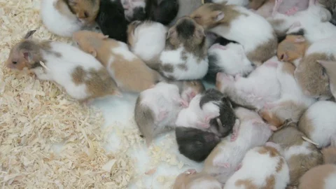Group of many young hamster mouses white brown and black color sleeping together Stock Footage 89623027