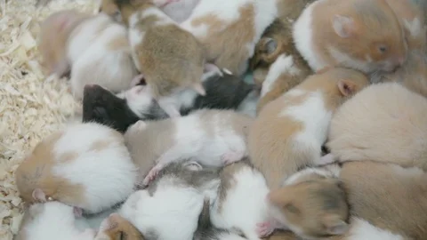 Group of many young hamster mouses white brown and black color sleeping together Stock Footage 89627691