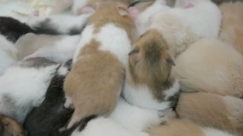 Group of many young hamster mouses white brown and black color sleeping together Stock Footage 89628221