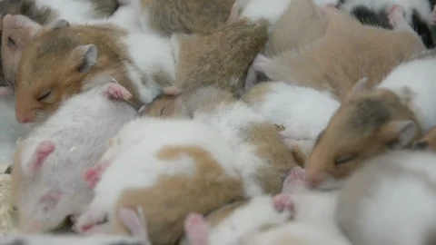 Group of many young hamster mouses white brown and black color sleeping together Vídeos de archivo 89629028
