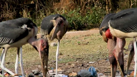 A group of Marabou storks with their distinctive bald heads and large beaks Stock Footage 344911338