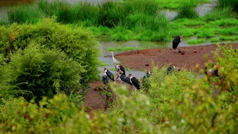 A group of marabou storks at a waterhole, seen through foliage Stock Footage 345521370