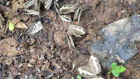 Group of Marbled Map butterflies masses eat minerals on dirt land Stock Footage 134520206