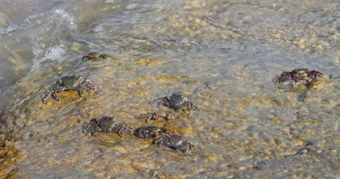 Group of Marbled rock crab on the rocks of the adriatic sea Video stock 217899989