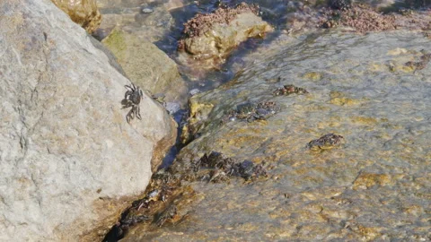 Group of Marbled rock crab on the rocks of the adriatic sea Stock-Footage 217900316