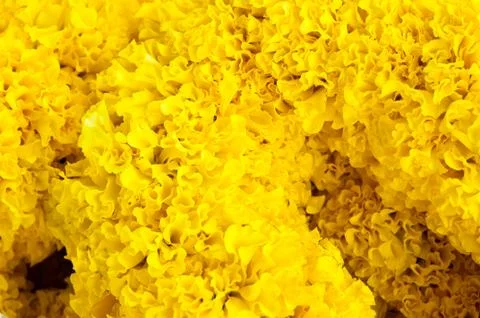 The group of marigold as background Stock Photos