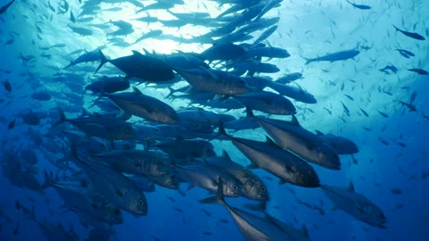 Group of marine fish Stock Footage 233675146