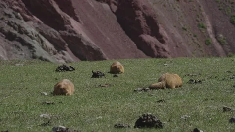 Group of marmots grazing below a red mountain, Tulpar-Kul Lake, Kyrgyzstan Stock Footage 347243288
