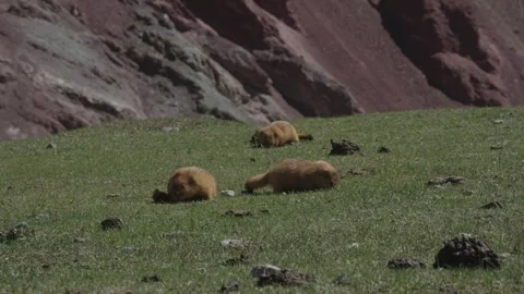 Group of marmots resting on alpine meadow, Tulpar-Kul Lake, Kyrgyzstan Stock Footage 347243283