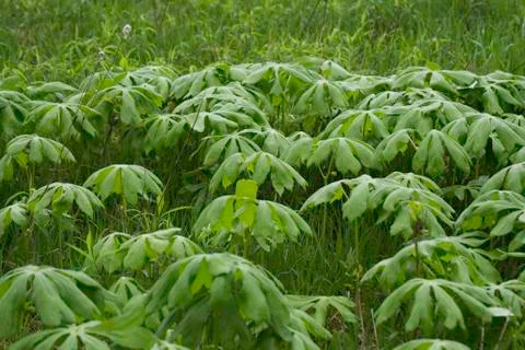 Group of Mayapples Stock Photos