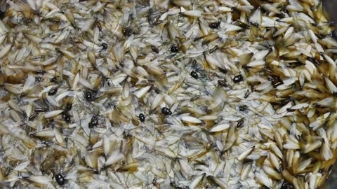 Group of mayfly in nature. Video stock 131831100