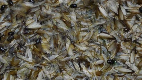 Group of mayfly in nature. Stock Footage 131831106